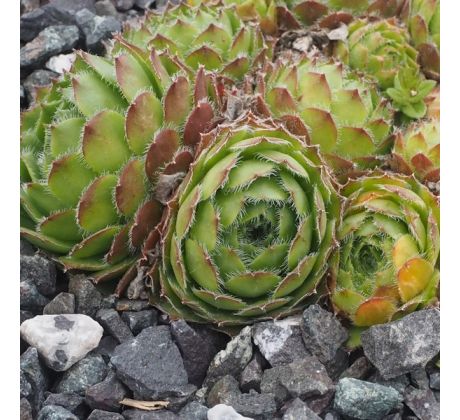 Sempervivum GRAUE WIMPER