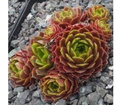 Sempervivum COCKOO