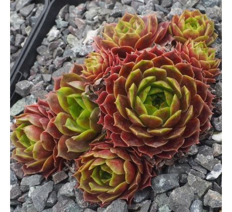 Sempervivum COCKOO