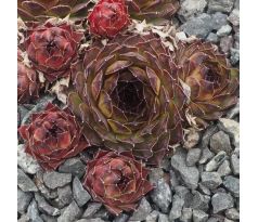 Sempervivum GRAUGONG