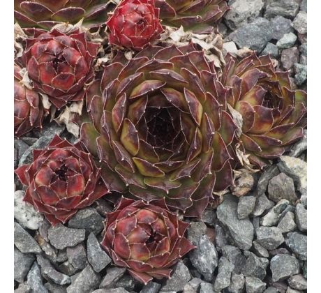 Sempervivum GRAUGONG