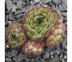 Sempervivum REGIS-FERNANDII