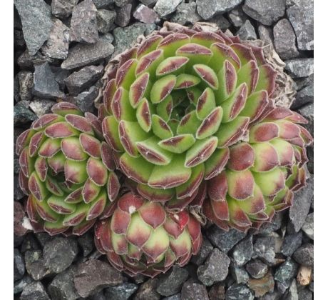 Sempervivum REGIS-FERNANDII