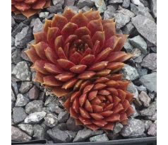 Sempervivum FIRGROVE PINK GRAPEFRUIT