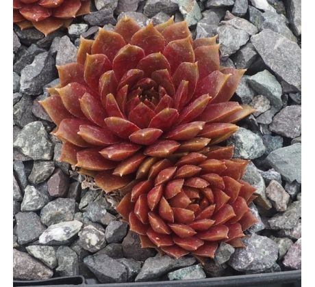 Sempervivum FIRGROVE PINK GRAPEFRUIT