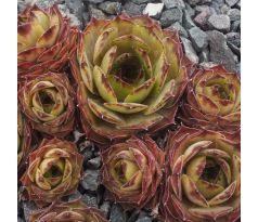 Sempervivum OLCINA