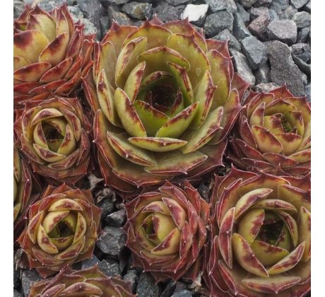 Sempervivum OLCINA