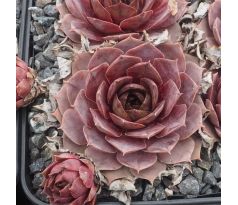 Sempervivum BIG BALOU