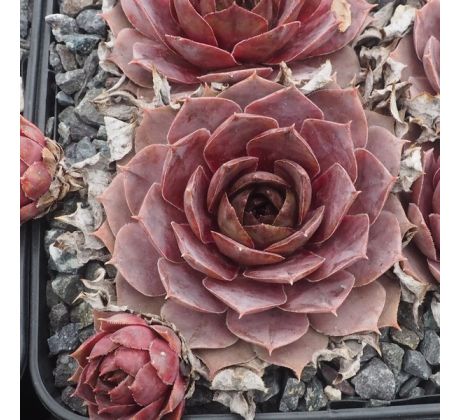 Sempervivum BIG BALOU