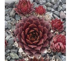 Sempervivum EVDOKIA