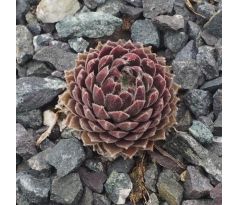 Sempervivum NOREEN