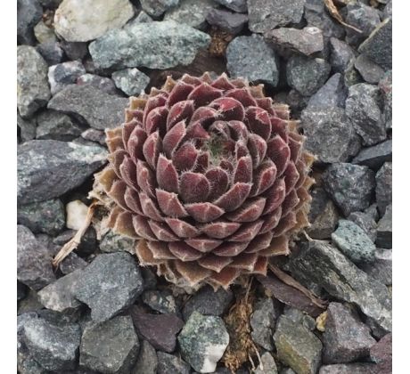 Sempervivum NOREEN