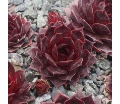 Sempervivum SCHOCKING PINK