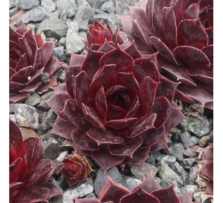 Sempervivum SCHOCKING PINK