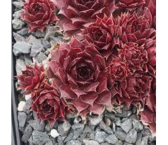 Sempervivum BABETTE