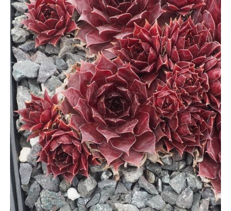 Sempervivum BABETTE