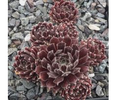 Sempervivum SVAVA