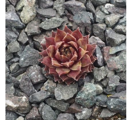 Sempervivum HULABALOO