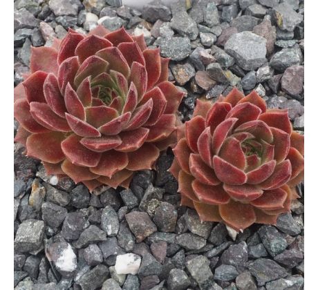 Sempervivum PFÄLZER PUFFER