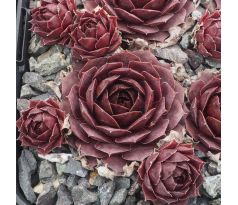 Sempervivum MARTINA`S SCHATZ