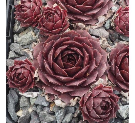 Sempervivum MARTINA`S SCHATZ