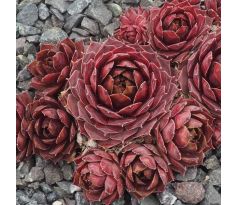 Sempervivum DIPPY DAME