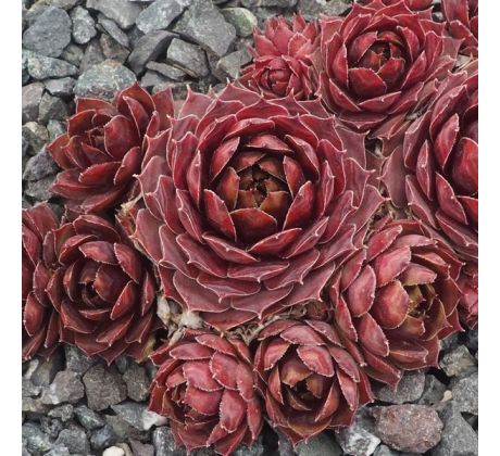 Sempervivum DIPPY DAME