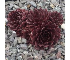 Sempervivum HUB I`ORTIJE