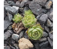 Sempervivum SILVER SIXPENCE