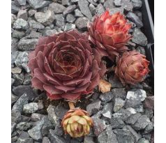 Sempervivum ZIPPORA