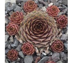 Sempervivum VASI PETRU