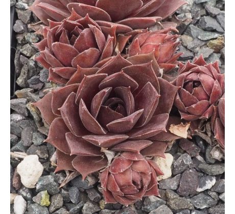 Sempervivum PURPE GINGER