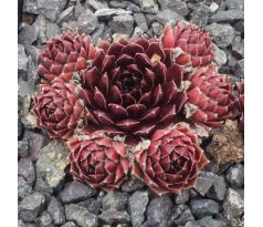 Sempervivum HAVENDIJKER FEST