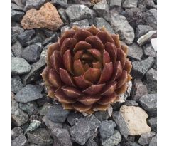 Sempervivum ULURU