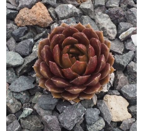 Sempervivum ULURU