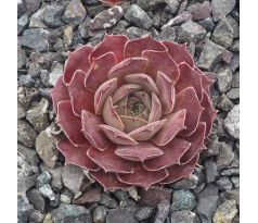 Sempervivum PINK CHARM