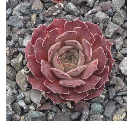 Sempervivum PINK CHARM