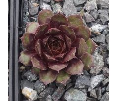 Sempervivum EURIELLE