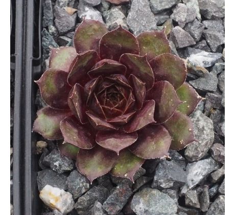 Sempervivum EURIELLE