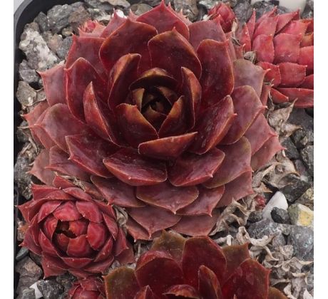 Sempervivum WATERLILY II