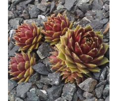 Sempervivum ROELVINKJE