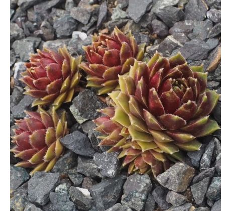 Sempervivum ROELVINKJE