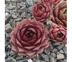 Sempervivum MACRINUS