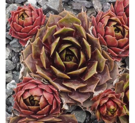 Sempervivum WAX LYRICAL