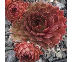 Sempervivum FIRGROVE BIG BRONZE