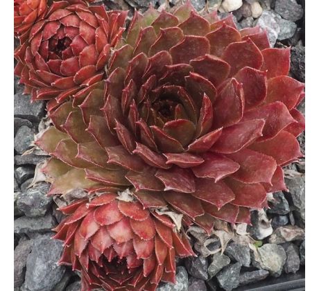 Sempervivum FIRGROVE BIG BRONZE