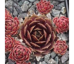 Sempervivum ZAUBERROSE