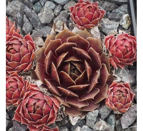 Sempervivum ZAUBERROSE