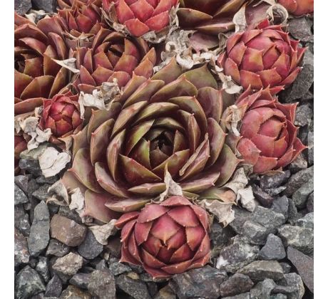 Sempervivum APRICOT BEAUTY