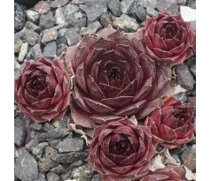 Sempervivum CHERRY VANILLA